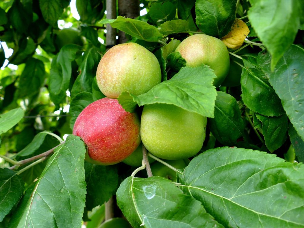 Reifende Äpfel am Baum