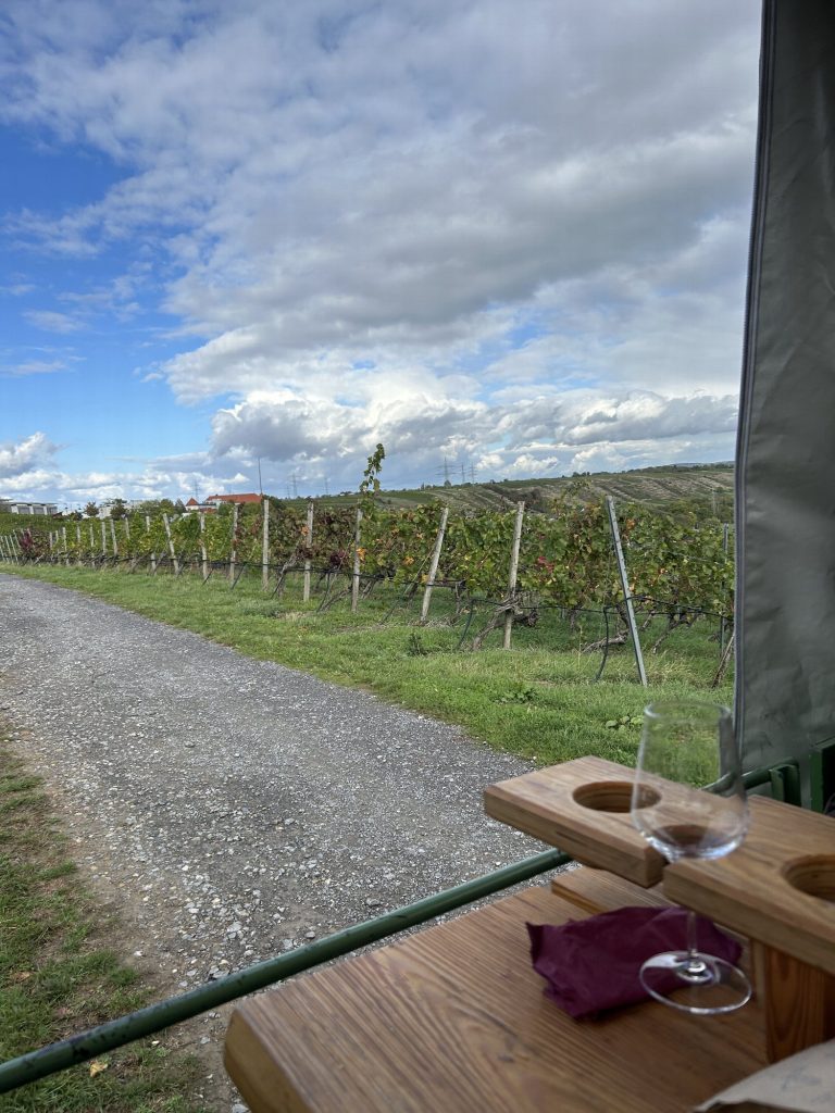 Blick vom Planwagen über die Weinberge