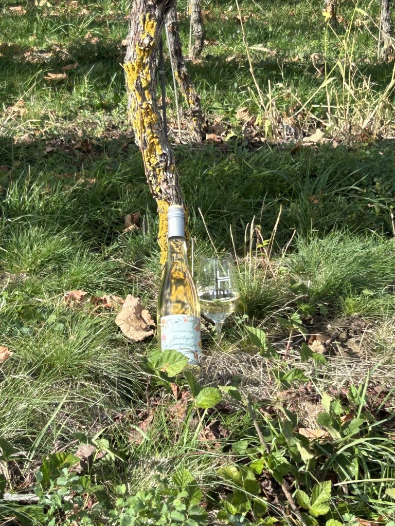 Weinflasche zwischen den Rebstöcken