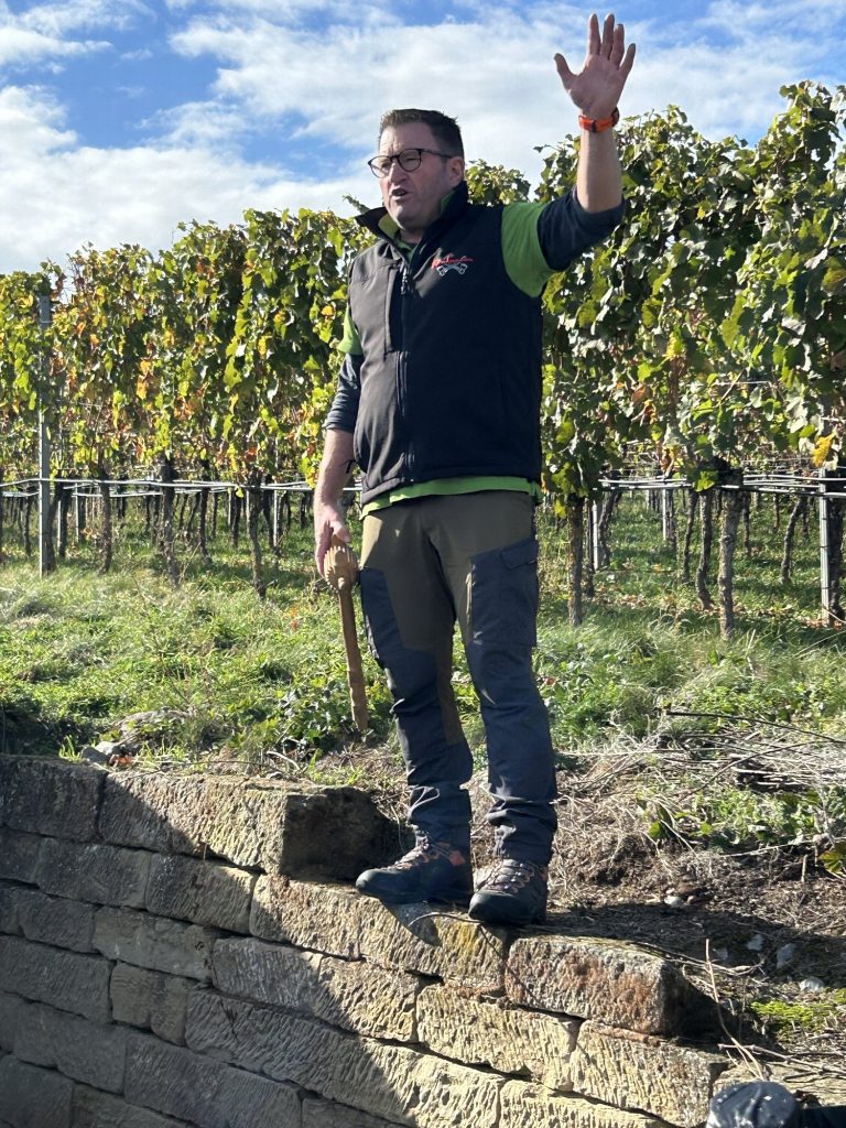 Weinbergführer zwischen den Rebzeilen