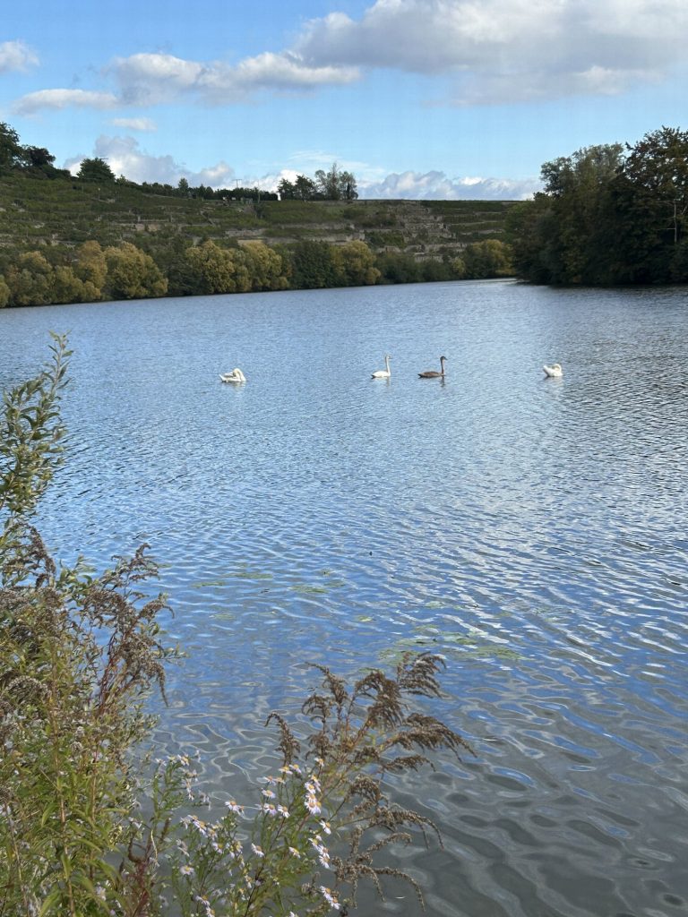 Schwäne auf dem Neckar